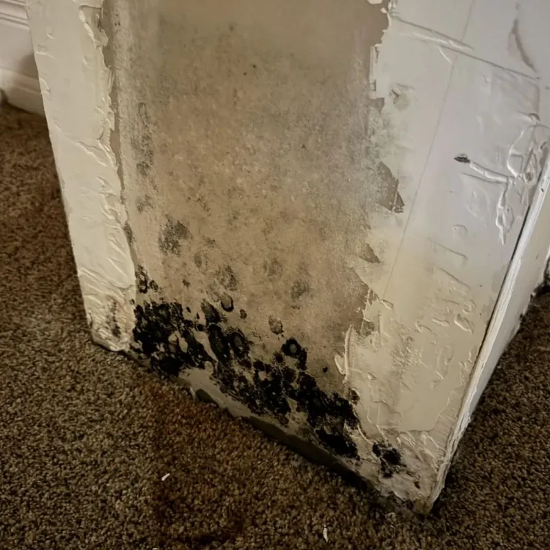 Professional Mold Removal in Jackson Center, OH